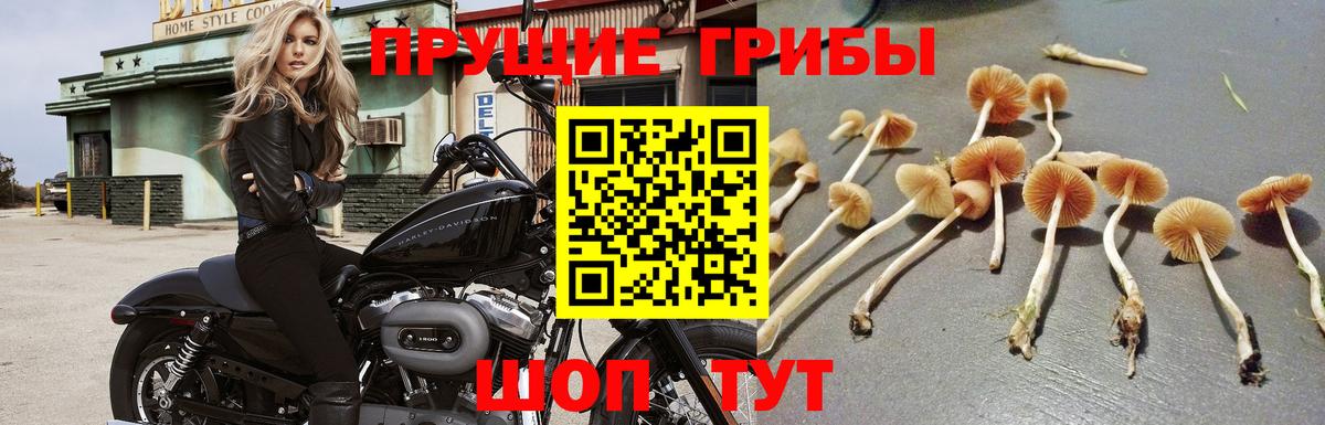 Галлюциногенные грибы Magic Shrooms  Галлюциногенные грибы Psilocybe  Вход с VPN  дарнет шоп  Петропавловск-Камчатский 
